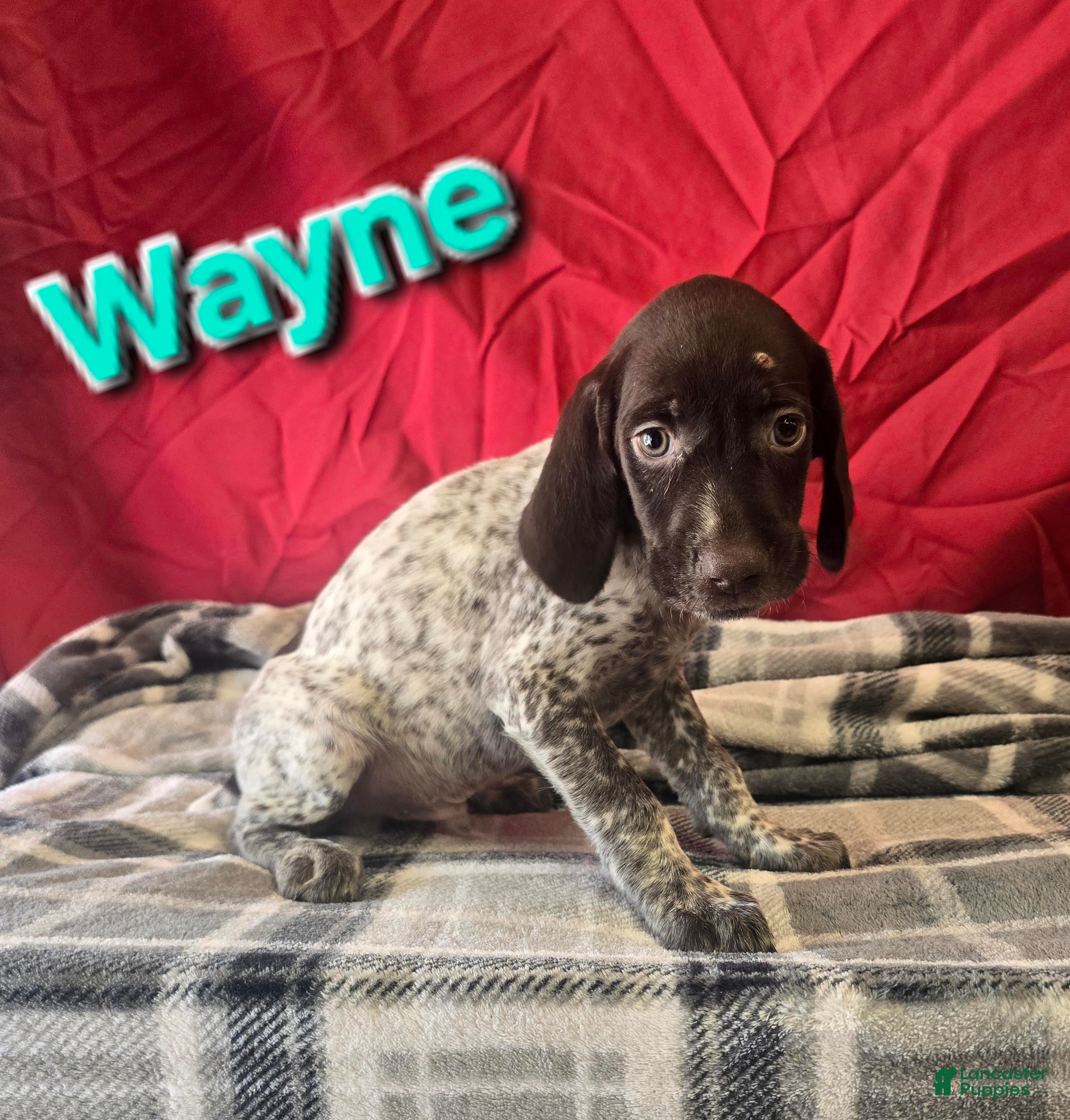 German Wirehaired Pointer dogs for sale: WAYNE - Ad 1