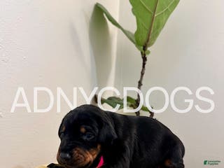 Doberman Pinscher dogs Doberman Pinscher (Female) - Ad 39