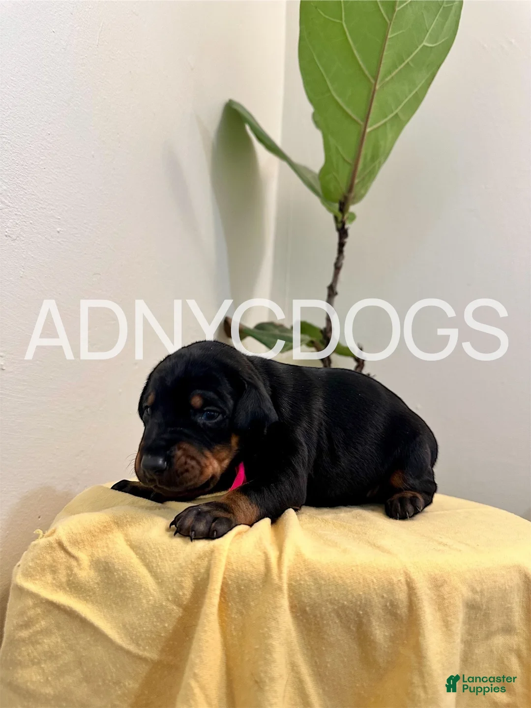 Doberman Pinscher dogs for sale: Doberman Pinscher (Male) - Ad 10