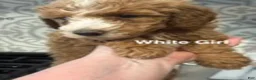 Australian Labradoodle dogs for sale: White Girl - Ad 1