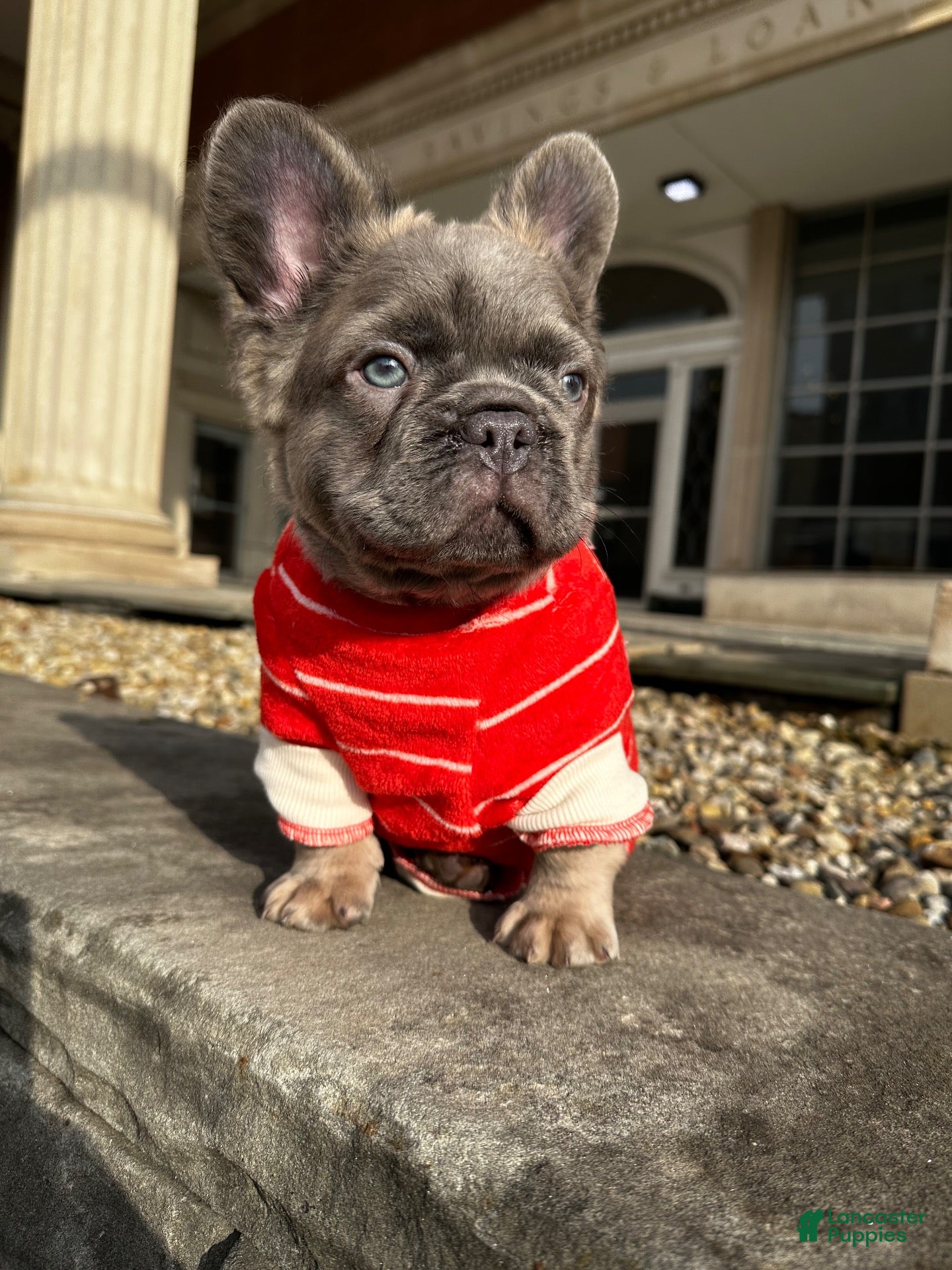 French Bulldog dogs Apollo - Ad 2