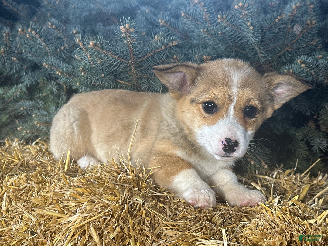 Welsh Corgi Pembroke dogs for sale: Dolly - Ad 8