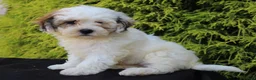 Teddy Bear dogs for sale: Daisy - Ad 4