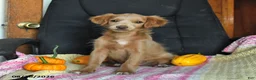 Cavapoo dogs for sale: Luke - Ad 1