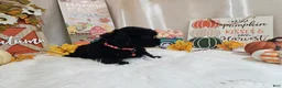 Yorkiepoo dogs for sale: Aden Lane - Ad 4