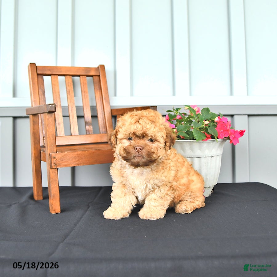 Shihpoo dogs Ollie - Ad 1