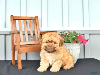 Shihpoo dogs for sale: Ollie - Ad 3