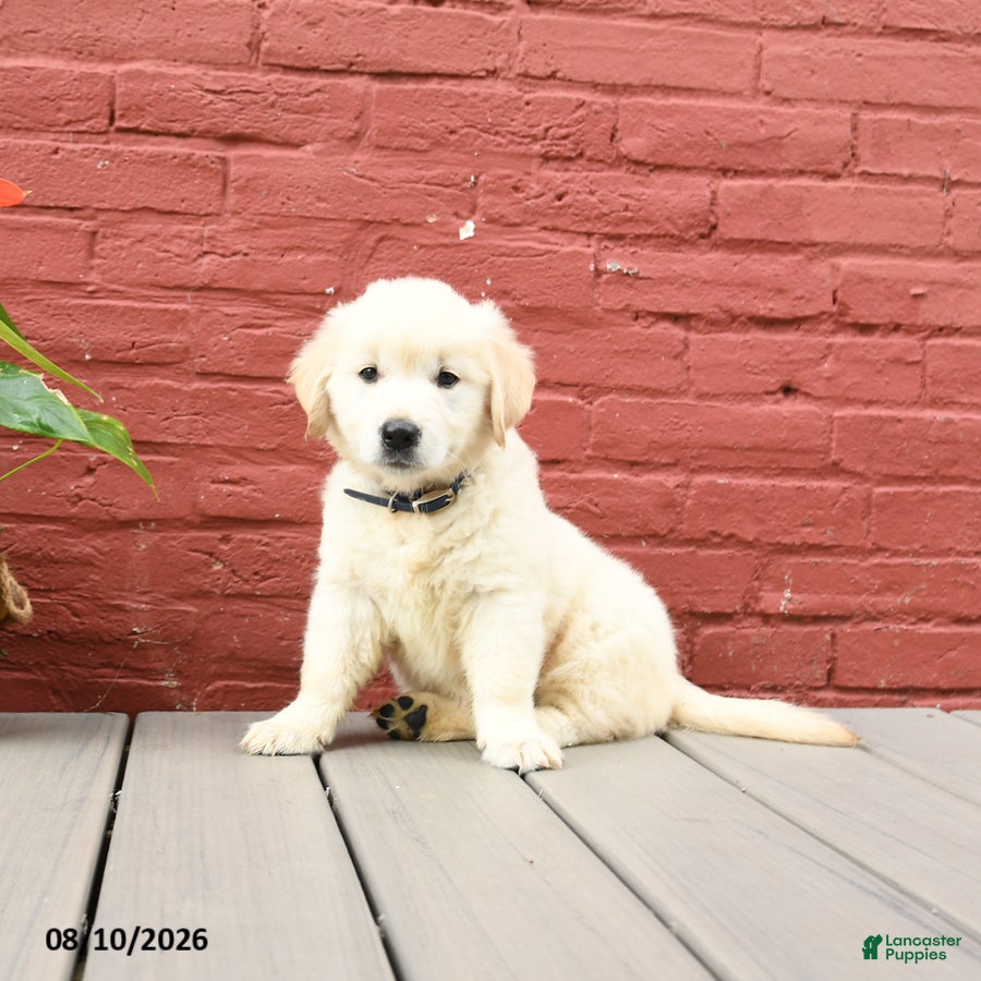 Golden Retriever dogs Vicki - Ad 1