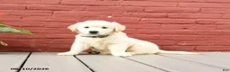 Golden Retriever dogs for sale: Vicki - Ad 1