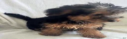 Yorkiepoo dogs for sale: Ziggy - Ad 10