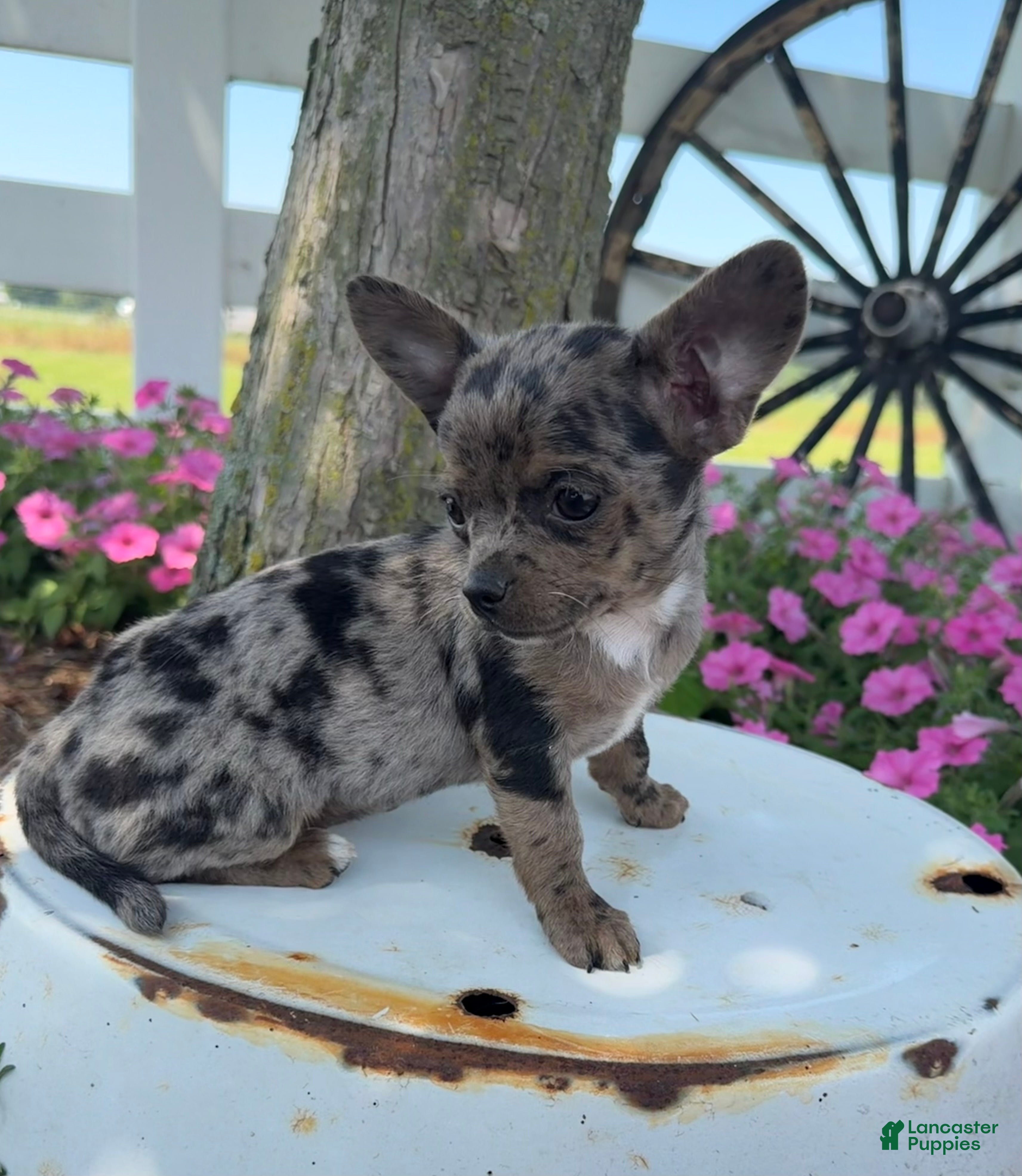 Chihuahua dogs Tina - Ad 2