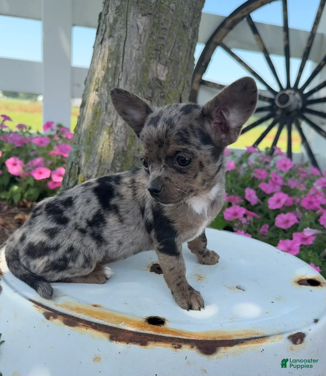 Chihuahua dogs for sale: Tina - Ad 2