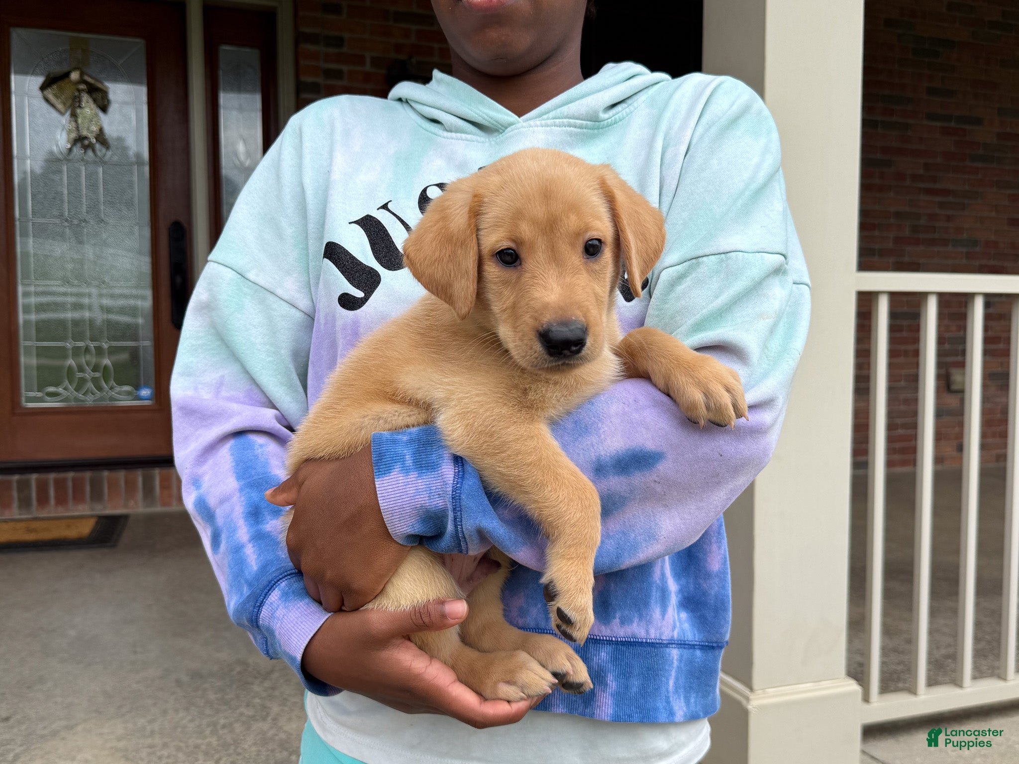 Labrador Retriever dogs Jake - Ad 1