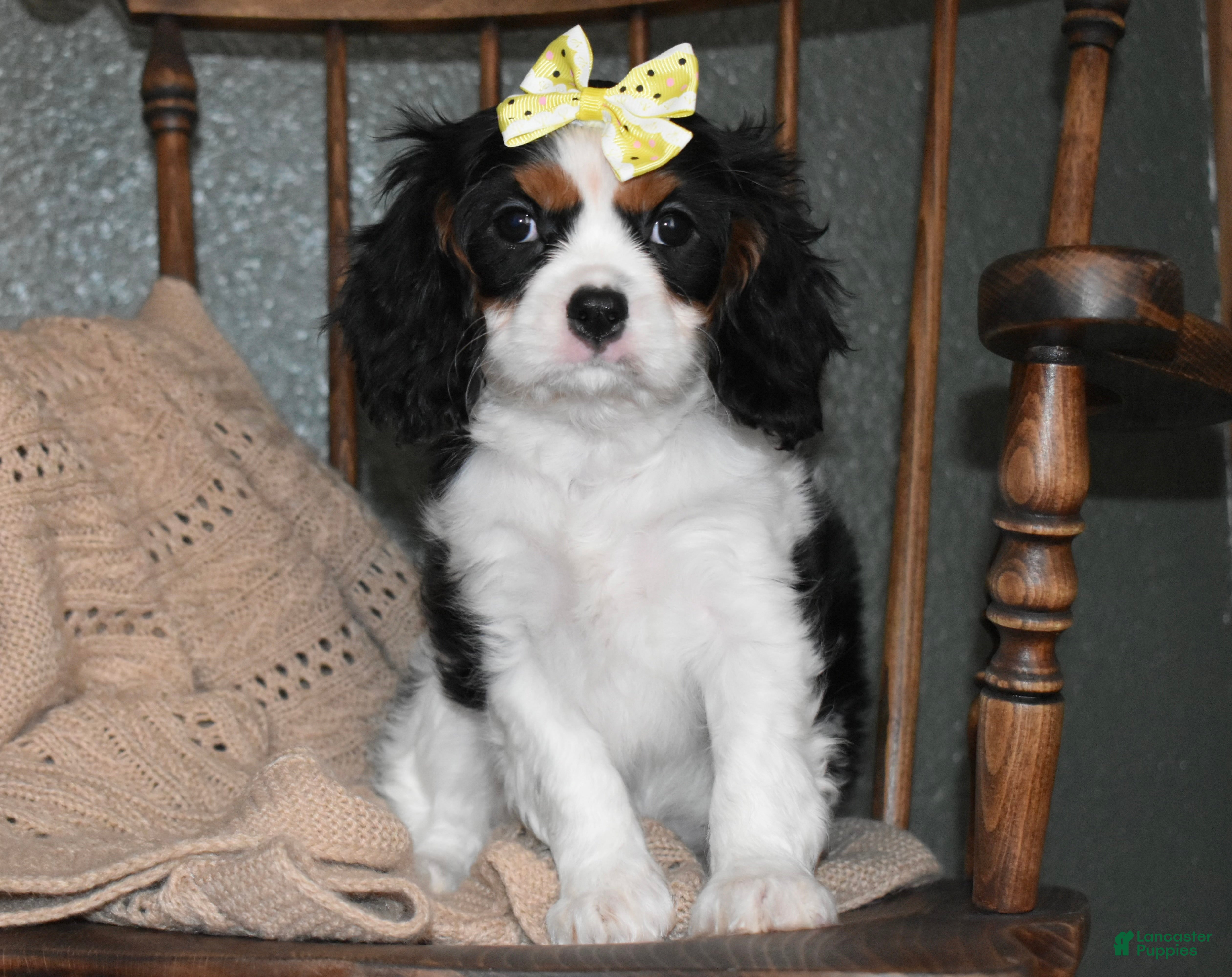 Cavalier King Charles Spaniel dogs for sale: Princess - Ad 2