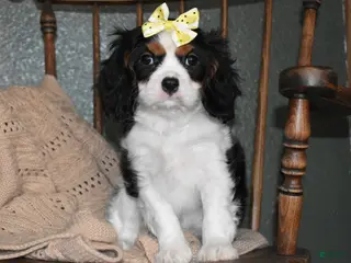 Cavalier King Charles Spaniel dogs for sale: Princess - Ad 2