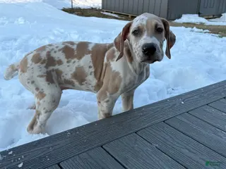 Great Dane dogs for sale: Harlin - Ad 4