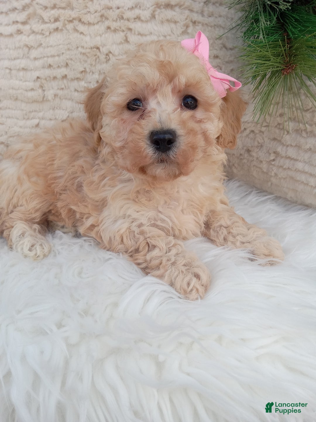 Bichpoo dogs for sale: River - Ad 3