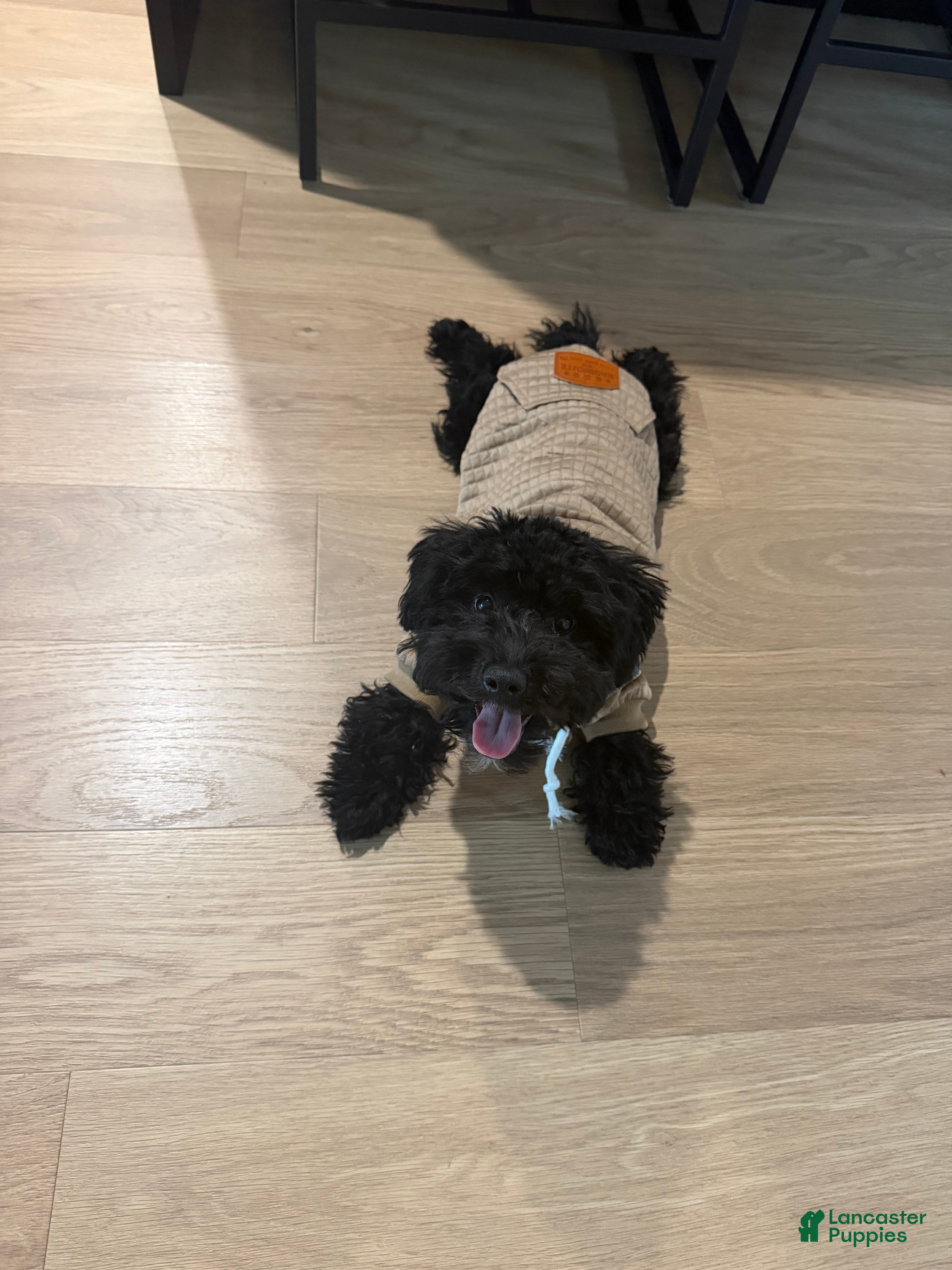 Yorkiepoo dogs Yorkiepoo 1 - Ad 2