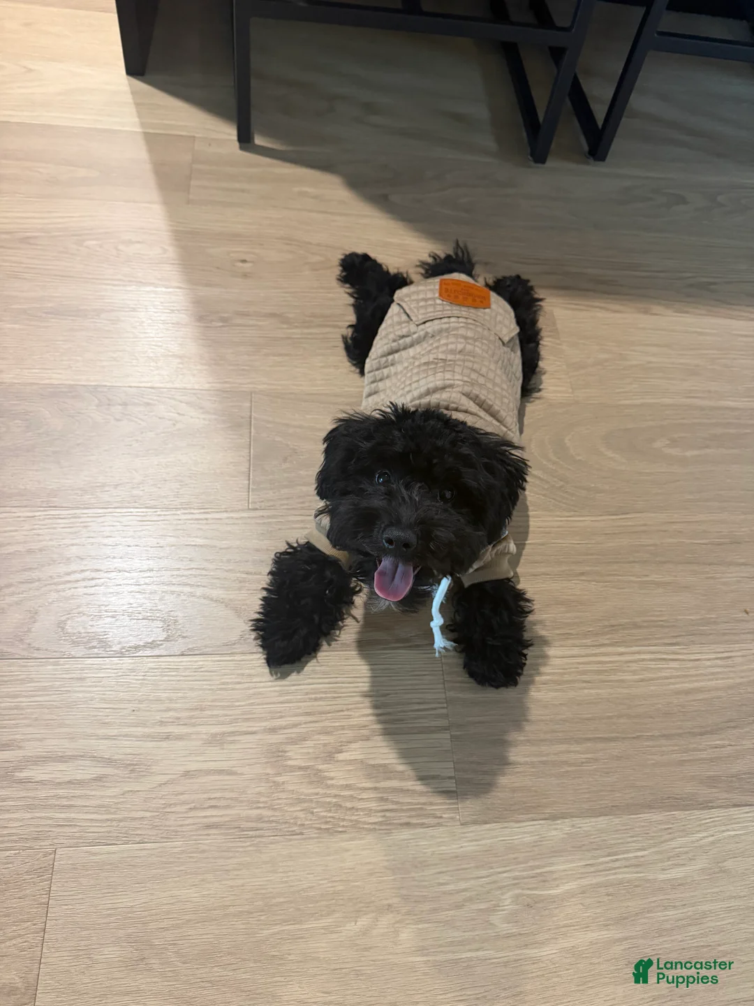 Yorkiepoo dogs for sale: Yorkiepoo 1 - Ad 2