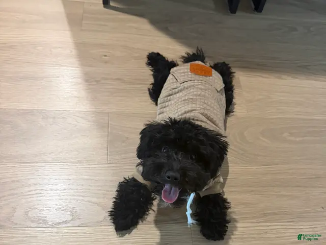 Yorkiepoo dogs for sale: Yorkiepoo 1 - Ad 2