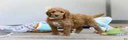 Standard Poodle dogs for sale: Josie AKC - Ad 3