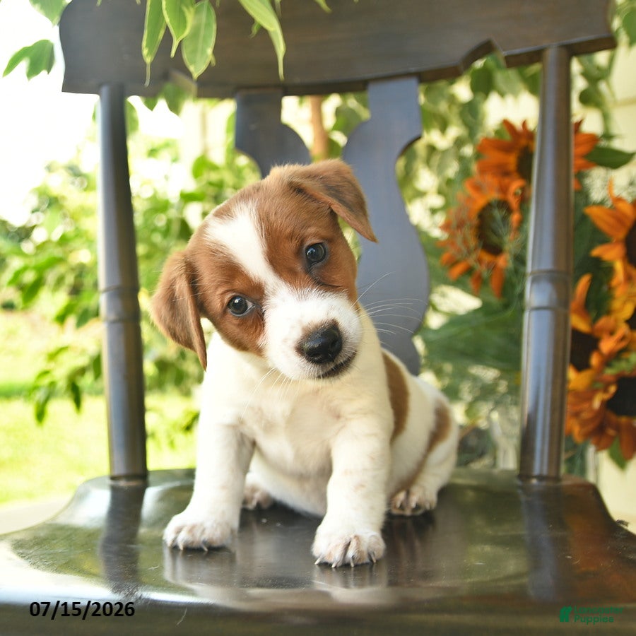Jack Russell Terrier dogs Penny  - Ad 1