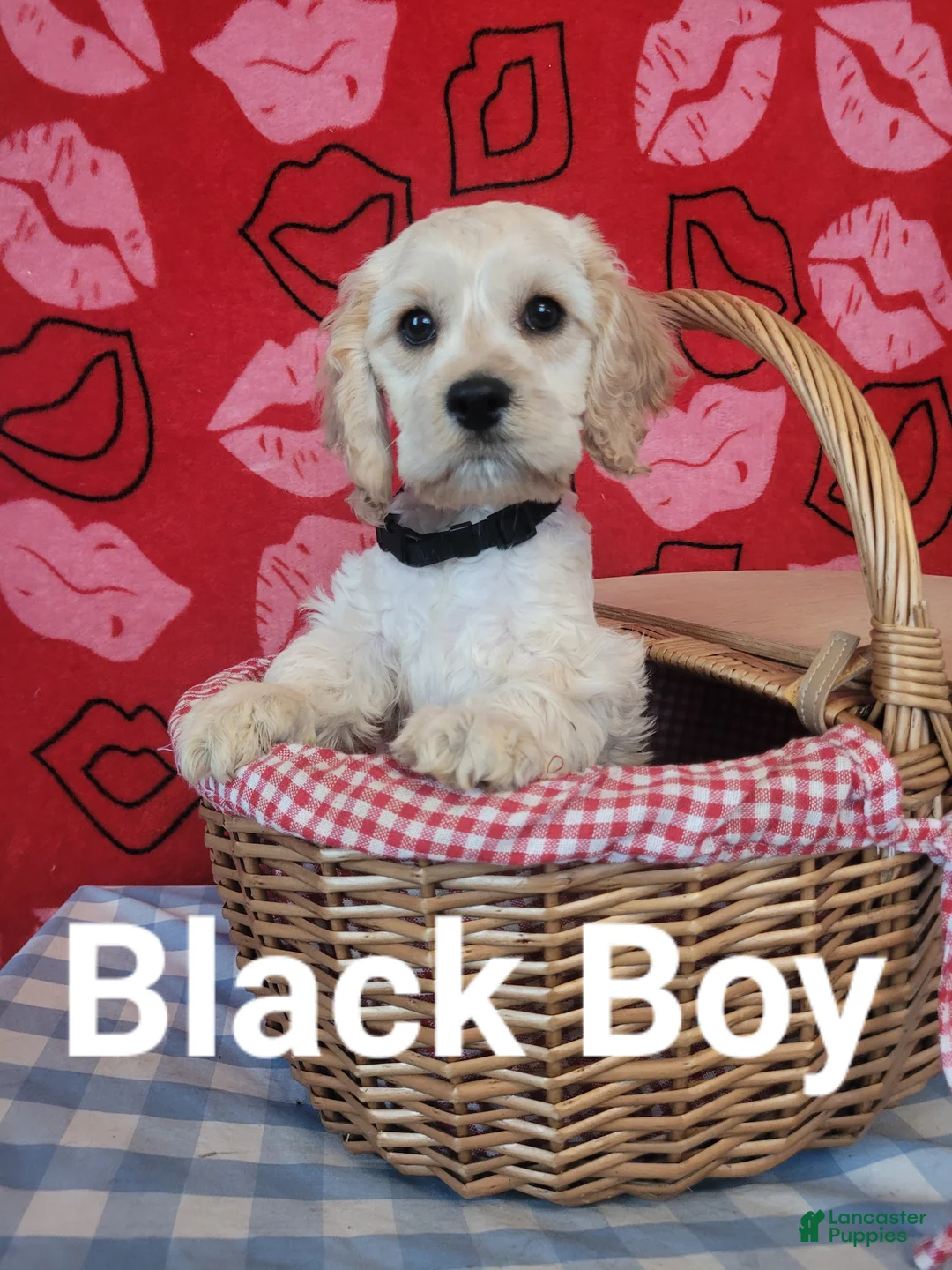 Cockapoo dogs for sale: Black Boy  - Ad 1