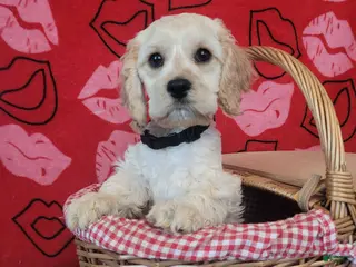 Cockapoo dogs Black Boy - Ad 19