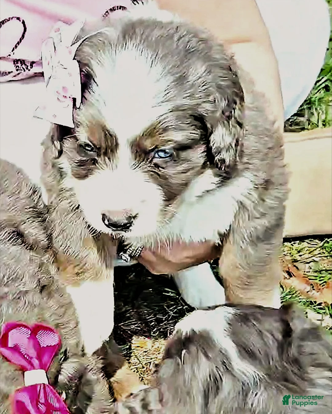 Mini Bernedoodle dogs for sale: Mini Bernedoodle Puppy 2 - Ad 2