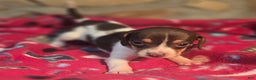 Beagle dogs for sale: Nutmeg Queen Elizabeth Pocket Beagle - Ad 9