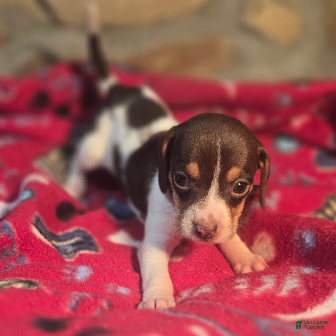 Beagle dogs for sale: Nutmeg Queen Elizabeth Pocket Beagle - Ad 9