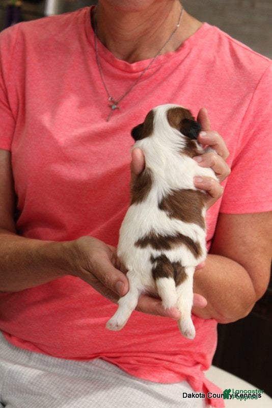 Malshi dogs Shanny - Ad 2