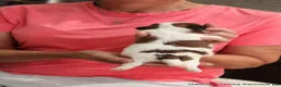 Malshi dogs for sale: Shanny - Ad 2