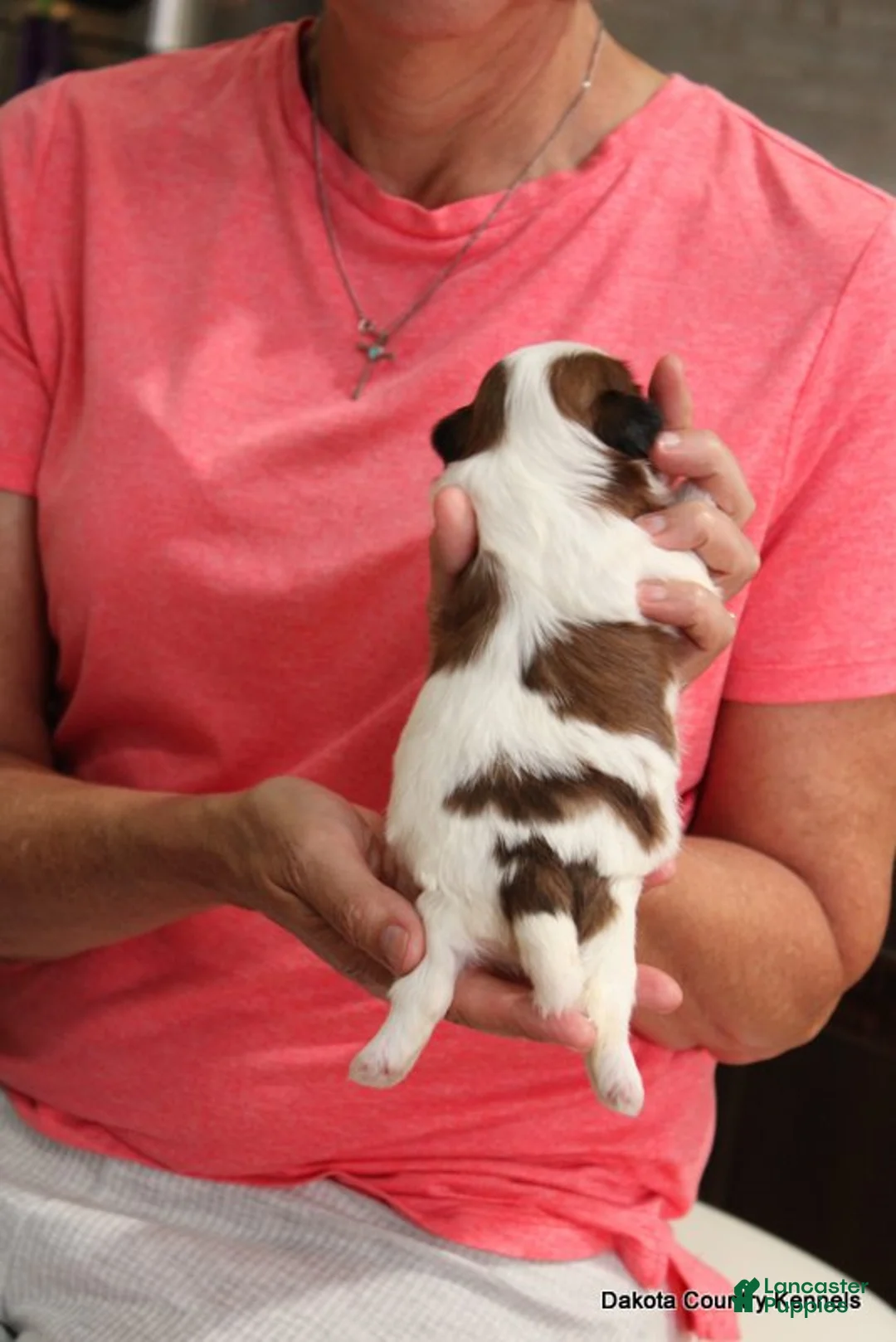Malshi dogs for sale: Shanny - Ad 2