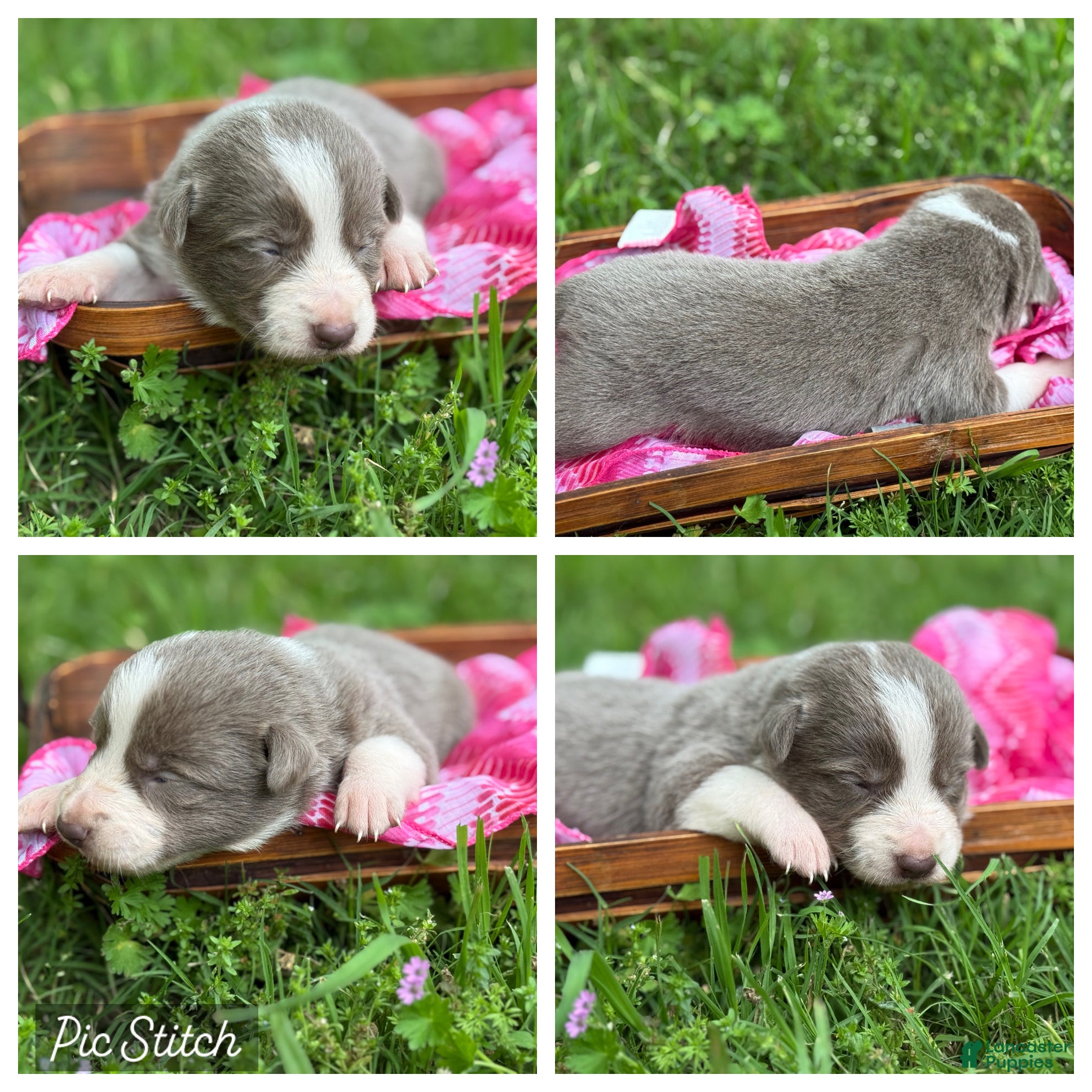 Border Collie dogs Lilac girl short hair - Ad 5