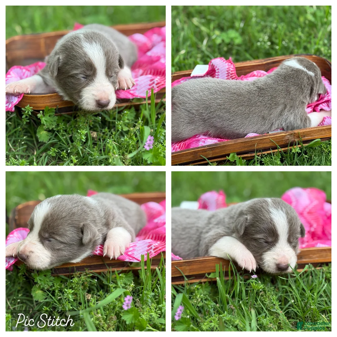 Border Collie dogs for sale: Lilac girl short hair - Ad 1