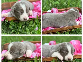 Border Collie dogs Lilac girl short hair - Ad 13