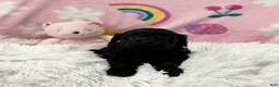 Cavapoo dogs for sale: Sweetheart - Ad 5