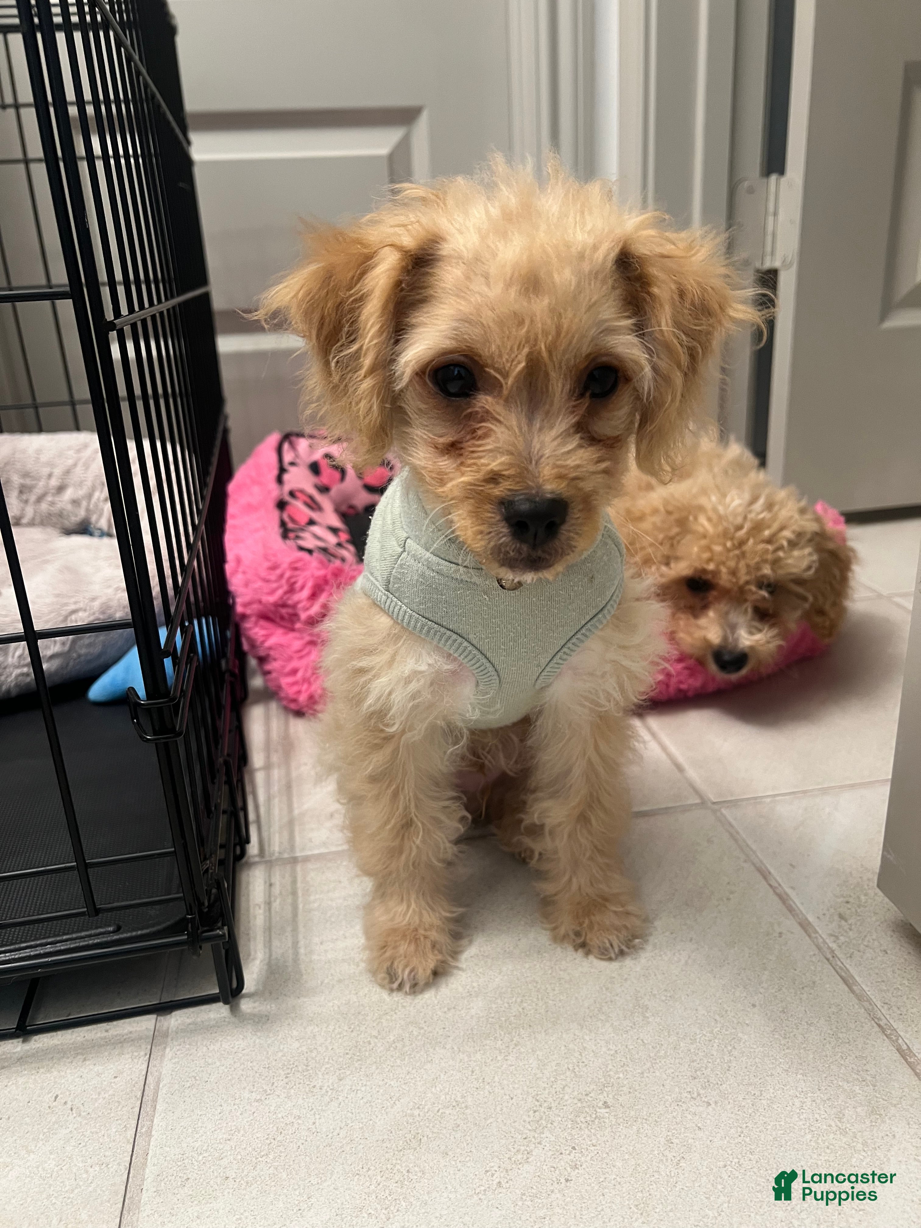 Mixed Breed dogs Mixed Breed 1 - Ad 41