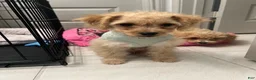 Mixed Breed dogs for sale: Mixed Breed 1 - Ad 1