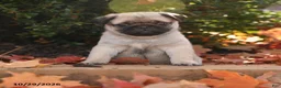Pug dogs for sale: Porkchop - Ad 5