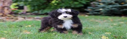 Mini Bernedoodle dogs for sale: Claire - Ad 5