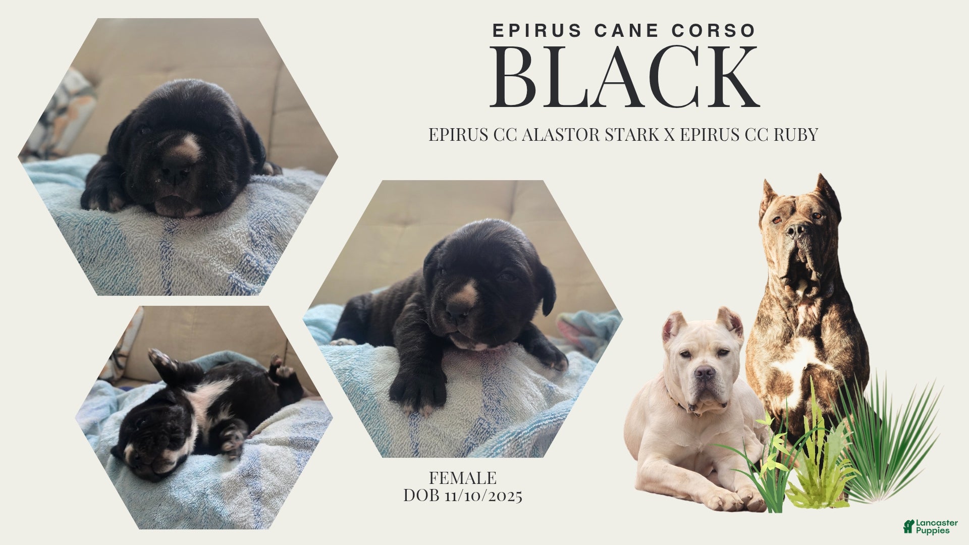 Cane Corso dogs Black female cane corso - Ad 18