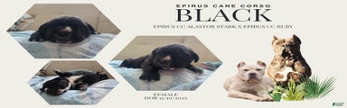 Black female cane corso