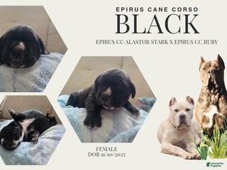 Cane Corso dogs Black female cane corso - Ad 15