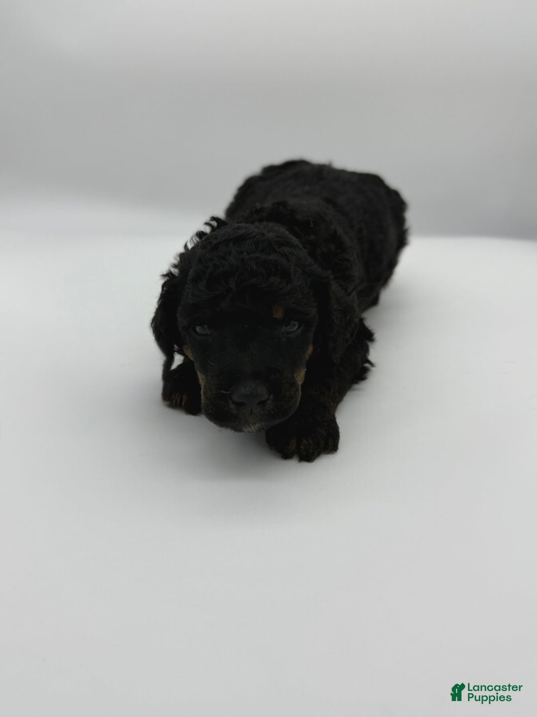 Standard Poodle dogs for sale: Elm - Ad 4
