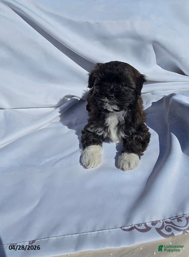 Mixed Breed dogs Sweetie Pie - Ad 2