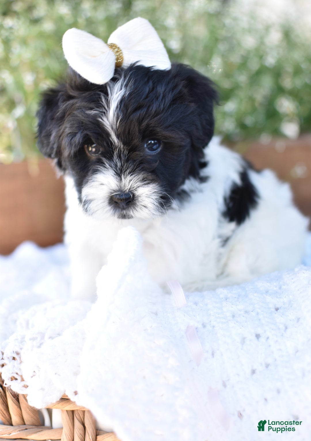 Mixed Breed dogs for sale: Bella - Ad 3