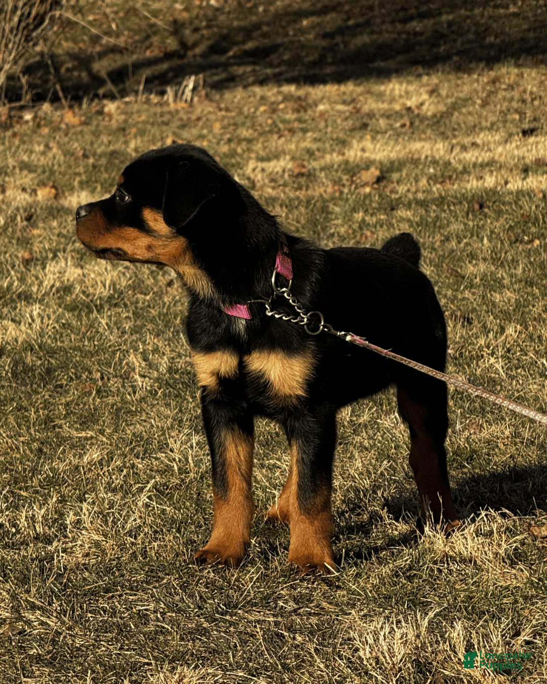 Rottweiler dogs Rottweiler Puppy- Pink - Ad 2