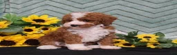 Miniature Poodle dogs for sale: Yessica - Ad 4